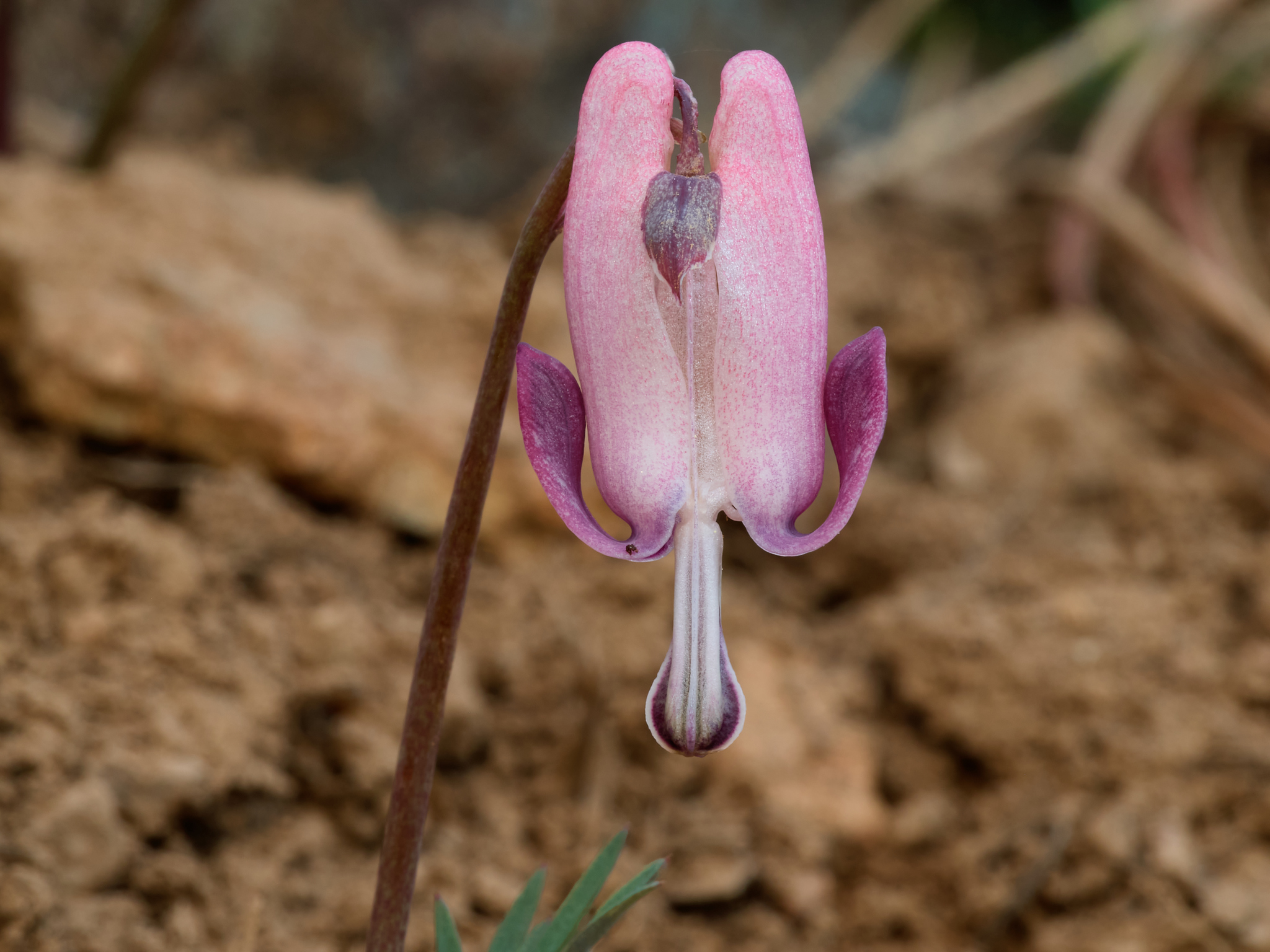 Dicentra pauciflora