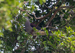 Ducula badia