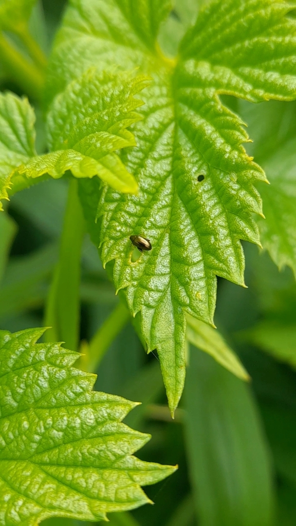 Hop Flea Beetle