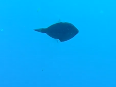 Thamnaconus analis