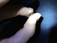 Velarifictorus micado