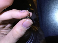 Velarifictorus micado