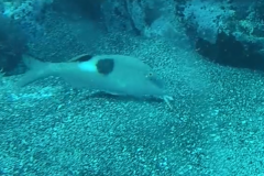 Parupeneus pleurostigma