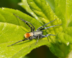 Nyssus