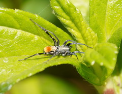 Nyssus