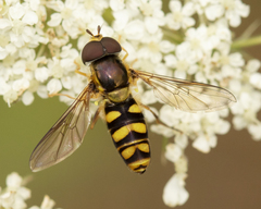 Epistrophella emarginata