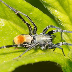 Nyssus