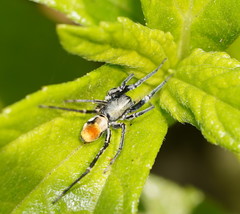 Nyssus