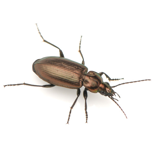 Agonum suturale photo 3