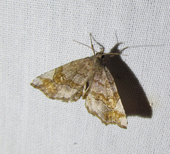 Pangrapta decoralis
