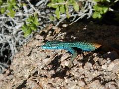 Platysaurus attenboroughi