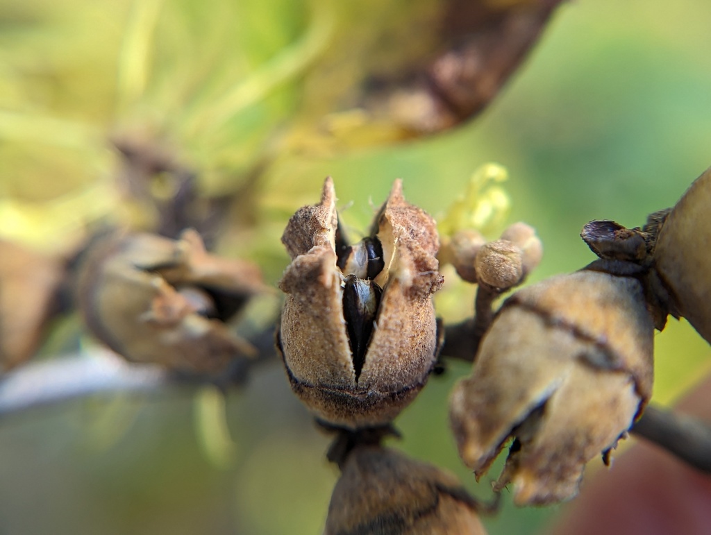American witch-hazel (EwA Phenostories)  iNaturalist