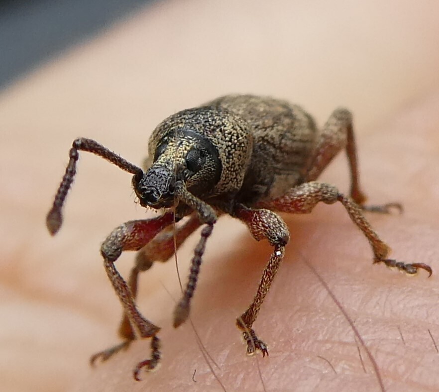 Clay-coloured Weevil