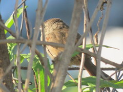 Phacellodomus sibilatrix