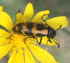 Mylabris flexuosa