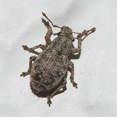 Strophosoma capitatum