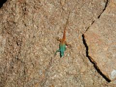 Platysaurus attenboroughi