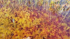 Sphagnum cuspidatum