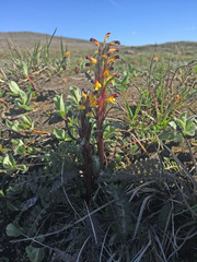 Pedicularis flammea