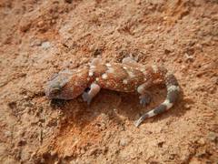 Chondrodactylus angulifer