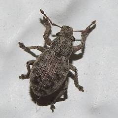 Strophosoma capitatum