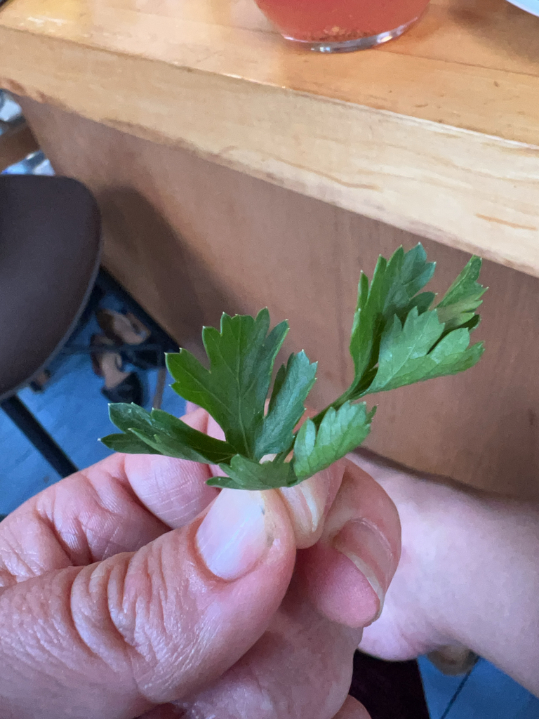 Petroselinum crispum