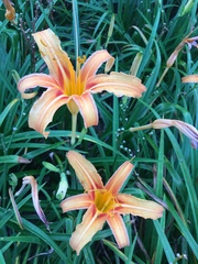 Hemerocallis fulva