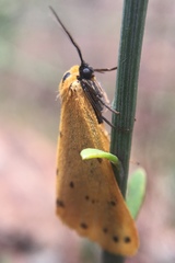 Setina