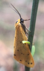 Setina