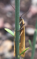 Setina