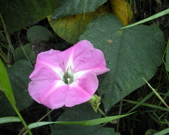 Ipomoea mairetii