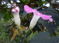 Ipomoea mairetii