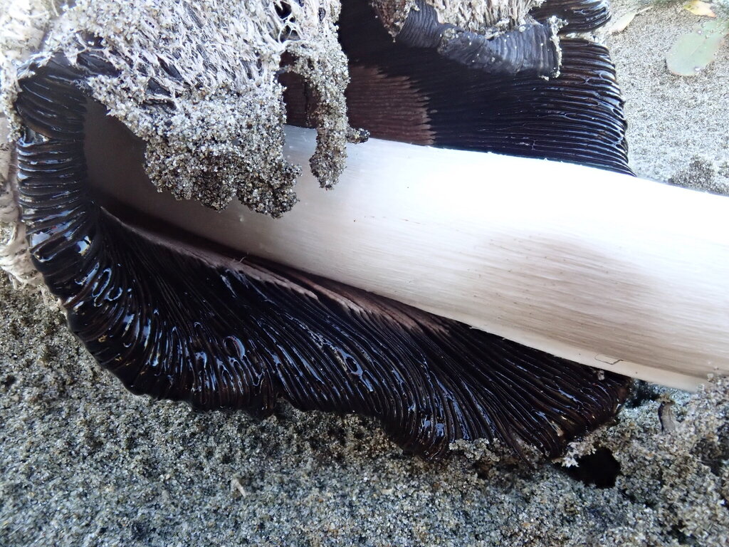 Coprinus comatus · May 2025 · photo: © arnim (iNaturalist, cc-by)