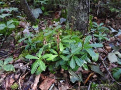 Chimaphila umbellata