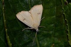 Rivula sericealis