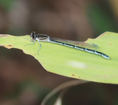 Enallagma durum