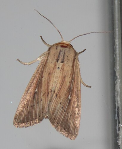 Unknown Wainscot photo 3