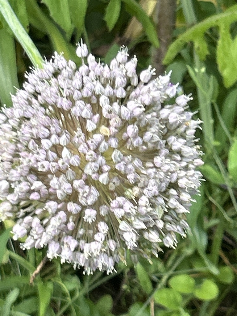 Allium porrum