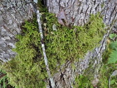 Sciuro-hypnum reflexum
