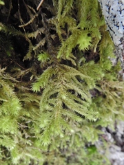 Sciuro-hypnum reflexum