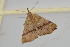 Hypena strigata