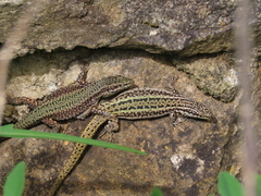 Geniez's Wall Lizard photo 2