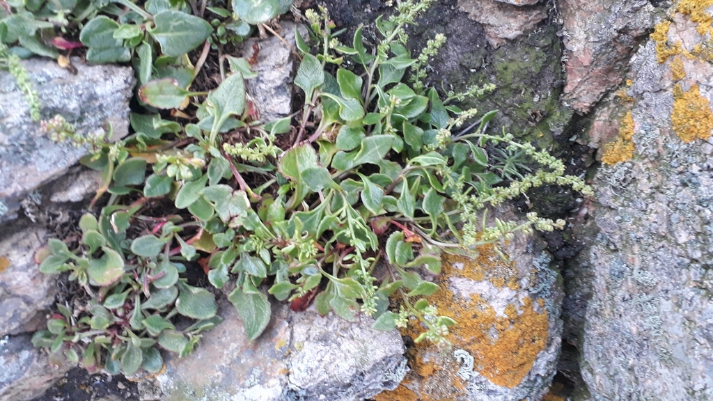 Beta vulgaris