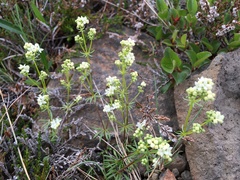 Galium normanii