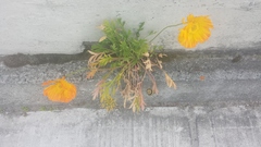 Papaver croceum