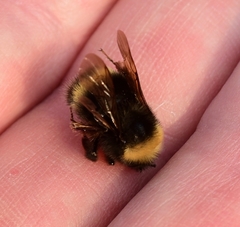 Bombus mckayi