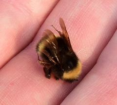 Bombus mckayi