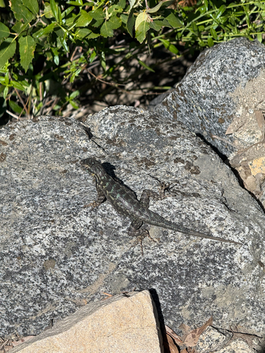 iNaturalist observation photo of Western Fence Lizard