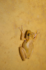 Polypedates cruciger