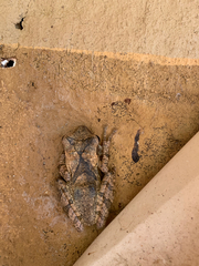 Polypedates cruciger